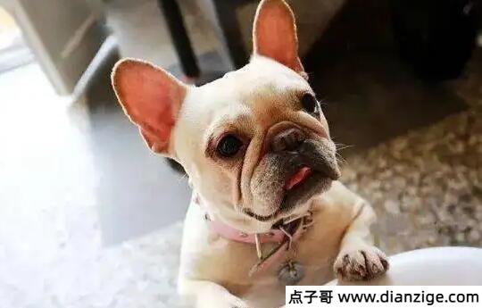 狗狗品种大全及图片和名字和价格