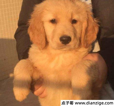 狗狗品种大全及图片和名字和价格
