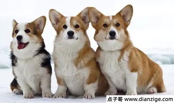 狗狗品种大全及图片和名字和价格
