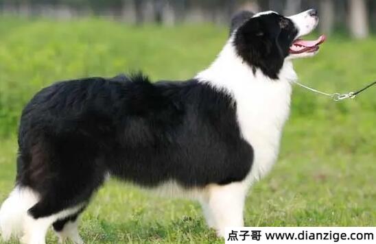 狗狗品种大全及图片和名字和价格
