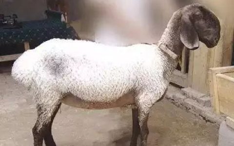 刀郎羊多少钱一只 刀郎羊为什么那么值钱