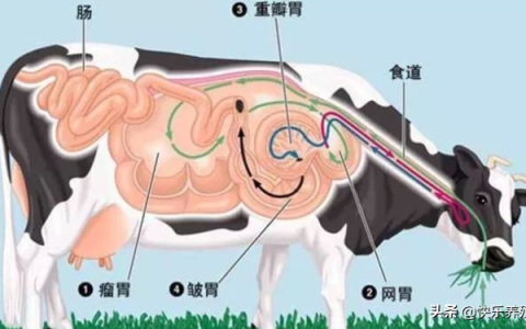 牛有几个胃，牛有4个胃(瘤胃/网胃/重瓣胃/皱胃)