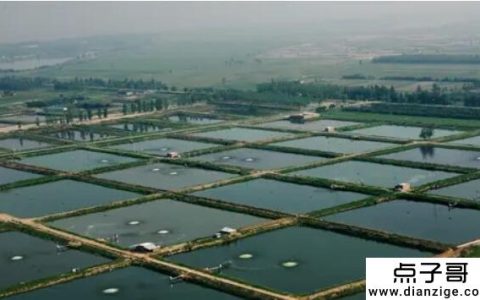 适合农村致富的八个项目 农村劳动力市场大