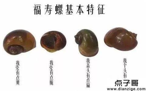 福寿田螺和田螺的区别 4种方法教你分辨福寿田螺和田螺