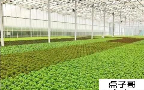农业种植致富工程可以了解这4种类型的种植项目