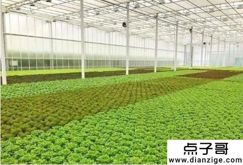 农业种植致富工程可以了解这4种类型的种植项目