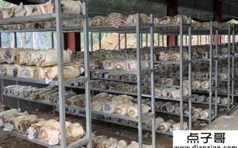 农村赚钱靠什么赚钱 不愁卖路的4大种植项目