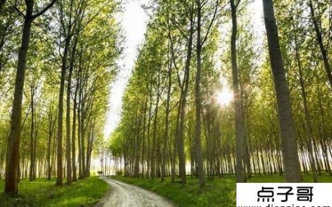 农村种什么树 杨树/桂花树利润很大