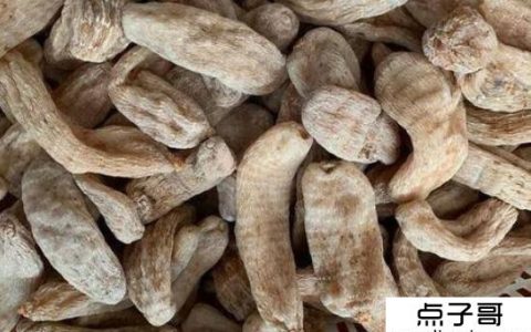 什么药材最赚钱 天麻收入可达十万