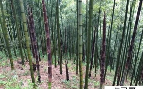 农村山上什么收入快 种竹子收入最快