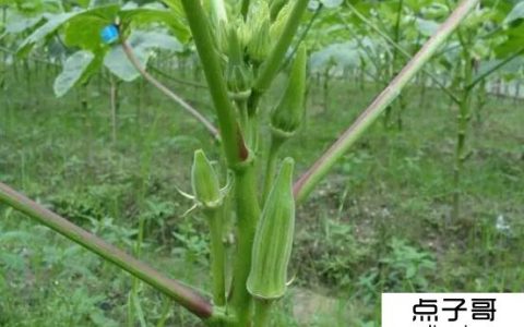 农村什么最赚钱 黄秋葵种植利润很高