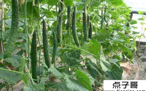 什么最赚钱最快 农村收入最快的五大种植项目