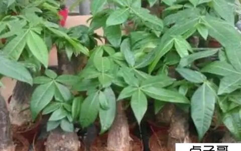 种树的成本和利润 好的能赚10元左右