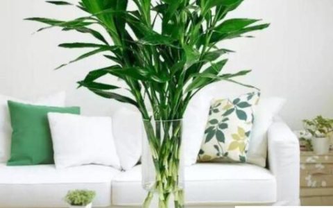 怎样才能富竹强？四点教你如何正确保养