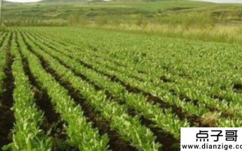 用什么药材赚钱 艾草的市场价格逐渐上涨