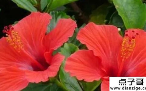 家里绝对不能养的6种花 不要在家里养这6种花