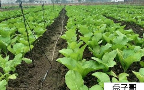 未来10大利润种植 十大不起眼但利润丰厚的种植项目