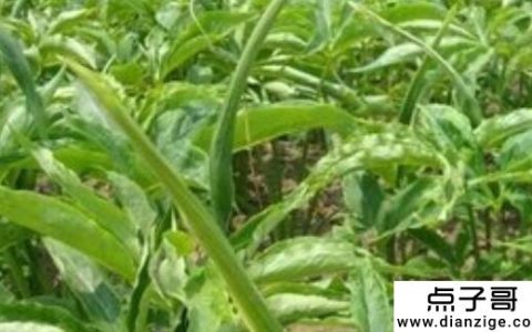 种植最快最稳定的钱 简单最稳定的螺纹辣椒种植 收益可观