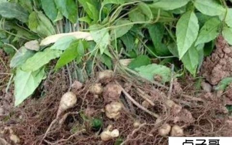 什么药材赚钱快 风铃草快收益高