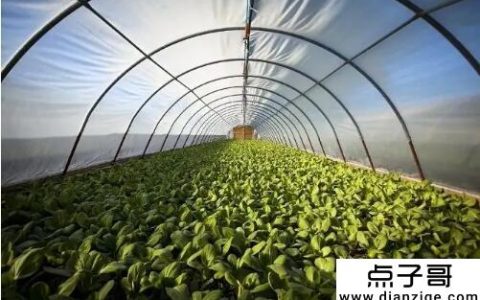 种一个温室要多少钱 不同的温室结构价格不同