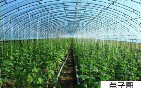 蔬菜种植大棚一亩菜的利润是多少 一亩蔬菜大棚的成本和利润分析