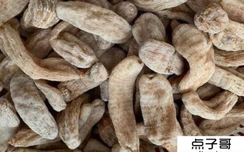 现在地方什么最赚钱 药材利润大(但是技术门槛高)