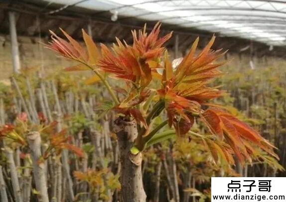 现在地方什么最赚钱 药材利润大(但是技术门槛高)