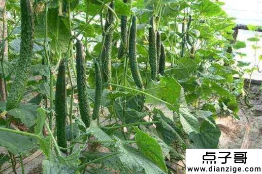 现在地方什么最赚钱 药材利润大(但是技术门槛高)