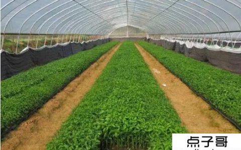小规模种植什么最赚钱 适合普通人的4类小种植项目
