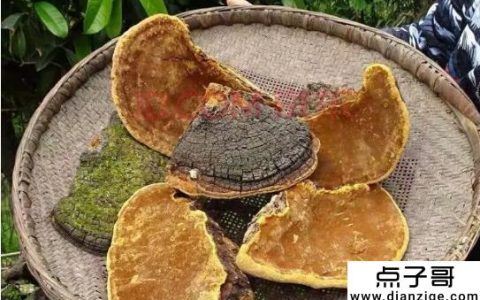 桑园种植套餐靠谱吗 不太靠谱(桑园种植成本利润分析)