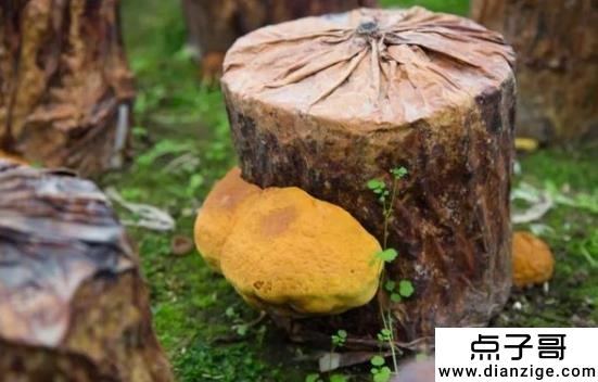 桑园种植套餐靠谱吗 不太靠谱(桑园种植成本利润分析)