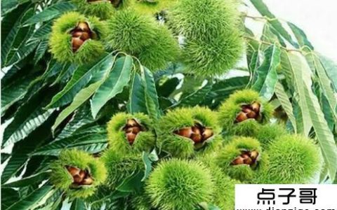 农村冷门暴利种植 未来农村5种冷门暴利种植项目