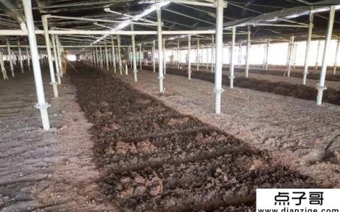 养殖业最赚钱的农村项目有哪些？