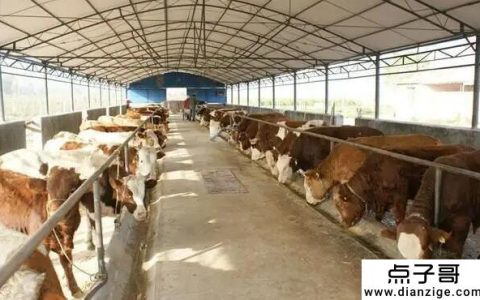 50头牛一年赚多少钱 一年净利润20-40万