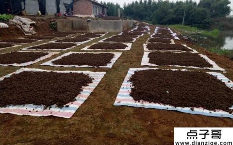 适合农民 适合穷人 适合农村穷人的5种养殖业