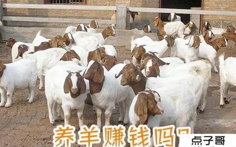 在农村养50只羊能赚多少钱 一年能赚10万左右