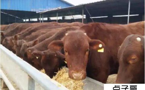 养牛的利润和成本 一头牛大概能赚8000-12000