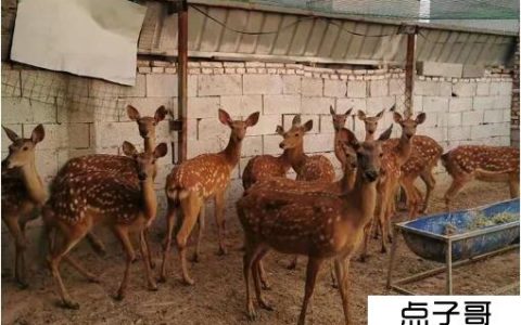 梅花鹿养殖的成本与利润 一只梅花鹿一年能赚8000元