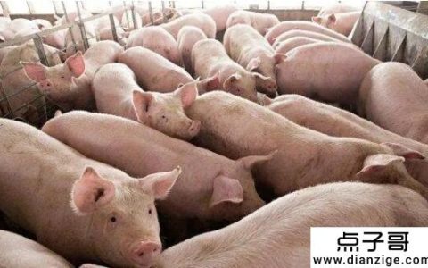 养猪的利润与成本 一头猪的利润在500-600之间
