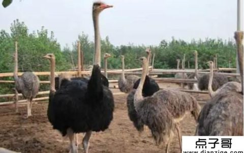 农村十大利润养殖项目 鸵鸟养殖利润利润高(但门槛也高)