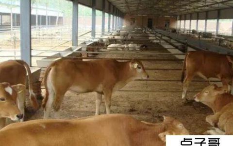 养牛最忌讳什么？养牛需要知道这4点