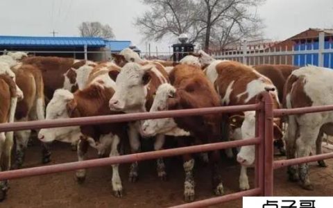 一头牛通常一年赚多少钱 养牛的利润和成本分析