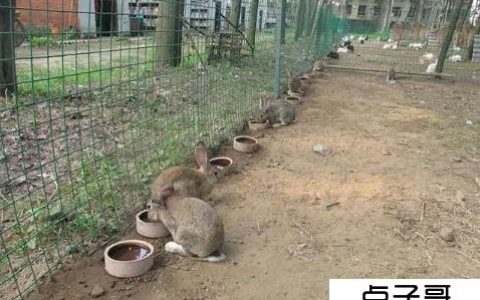 农村养什么兔子赚钱 4种养兔品种哪个更赚钱