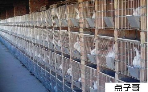 养兔赚钱吗 养兔的成本与利润分析