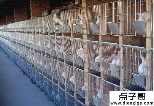 养兔赚钱吗 养兔的成本与利润分析