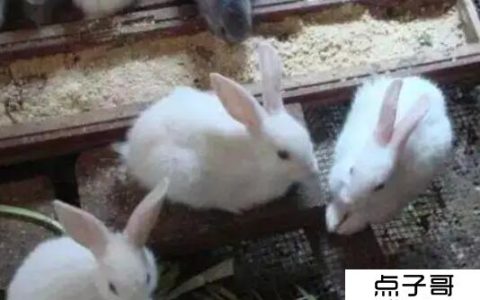 养兔销售 推荐这四种(可以当食材 可以当宠物)