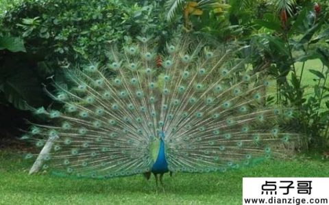养殖孔雀需要哪些手续 养500只孔雀一年利润多少