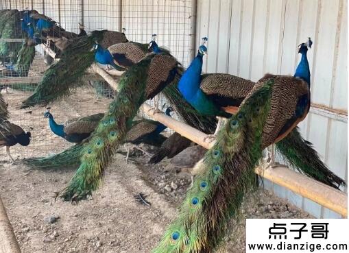 养殖孔雀需要哪些手续 养500只孔雀一年利润多少