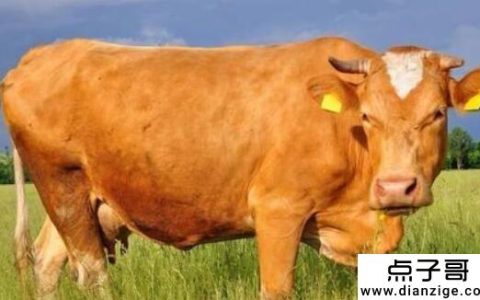 5年5牛赚多少钱？理想状态是3万到5万左右