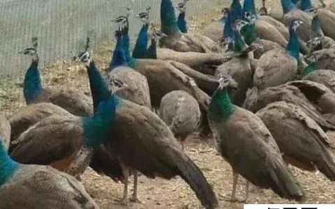为什么农村没人养孔雀 养殖难度高(销量无法保证)